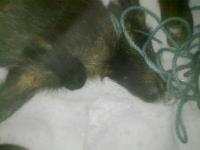 post-2909-0-57374100-1298231654_thumb.jp