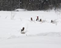 post-4309-0-18800300-1298279145_thumb.jp