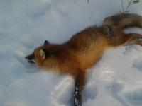 post-2573-0-63651700-1329164642_thumb.jp