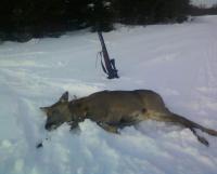 post-4705-0-56608800-1329420355_thumb.jp