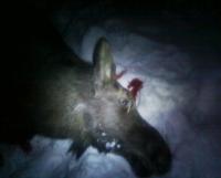 post-4705-0-72152600-1329420251_thumb.jp