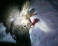 post-4705-0-72962100-1329420145_thumb.jp