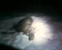 post-4705-0-84505200-1329420112_thumb.jp