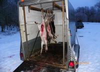 post-10445-0-86456900-1360000294_thumb.j