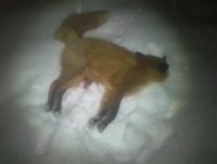 post-10656-0-24989400-1360350998_thumb.j