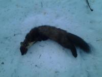 post-13980-0-81121600-1361738871_thumb.j