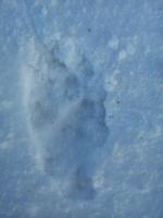 post-5973-0-15809300-1360075564_thumb.jp