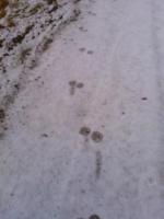 post-9181-0-34227800-1360249413_thumb.jp