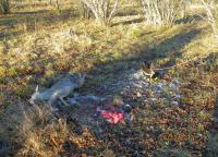 post-10445-0-76972900-1391627291_thumb.j