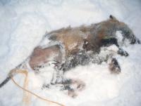 post-4705-0-69923300-1391467185_thumb.jp