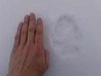 post-144-1236608994_thumb.jpg