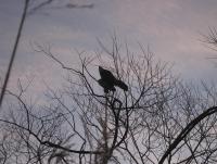 post-2166-0-15746600-1300262572_thumb.jp