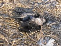 post-2166-0-25727600-1300262599_thumb.jp