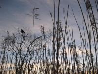 post-2166-0-53616600-1300262587_thumb.jp