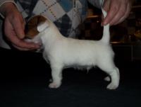 post-11588-0-95584300-1330972529_thumb.j