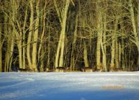 post-10445-0-47396400-1362252547_thumb.j