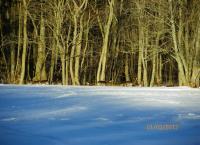 post-10445-0-86707500-1362252566_thumb.j