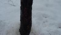 post-10838-0-03024100-1362158196_thumb.j