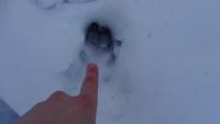 post-10838-0-76705900-1362158151_thumb.j