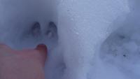 post-10838-0-93450500-1362158243_thumb.j