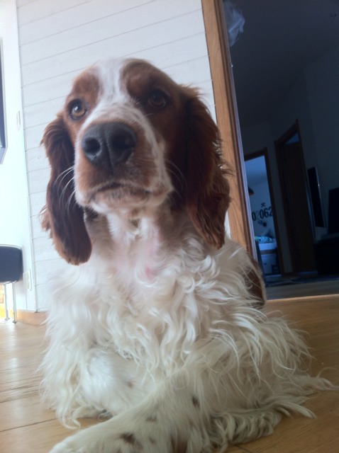 Nu har valpsuget (Springer spaniel) kommit. Säkert vårtecken?