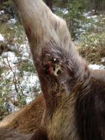 post-13786-0-72696800-1362865362_thumb.j