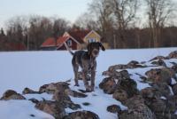 post-9181-0-70657600-1364156970_thumb.jp