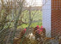 post-10445-0-91319100-1395939208_thumb.j