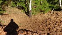 post-10838-0-32425300-1394385443_thumb.j