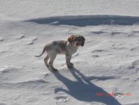 post-1111-0-08141100-1301665297_thumb.jp