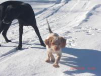 post-1111-0-99732300-1301665363_thumb.jp