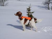 post-2042-0-09019500-1302037504_thumb.jp