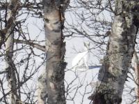 post-2042-0-79240800-1302037540_thumb.jp