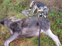 post-6248-0-54380300-1302419022_thumb.jp