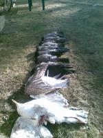 post-7625-0-95512300-1303752301_thumb.jp