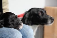 post-7649-0-67570000-1303058082_thumb.jp