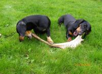 post-10445-0-07107300-1335542317_thumb.j