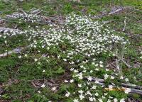 post-10445-0-92311500-1335542285_thumb.j