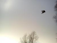 post-11535-0-24216000-1333962072_thumb.j