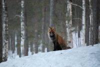 post-11745-0-93979000-1333717819_thumb.j