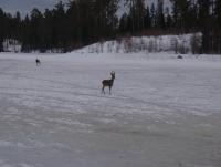 post-4534-0-36583600-1334064502_thumb.jp