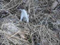 post-9336-0-30582000-1335020263_thumb.jp