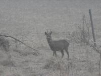 post-9336-0-82893000-1335270793_thumb.jp