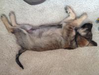 post-13005-0-07075600-1365260339_thumb.j