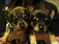 post-14039-0-54683100-1365013197_thumb.j