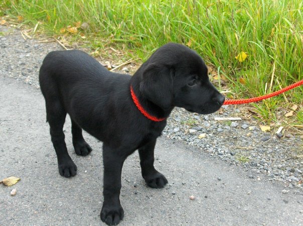 Jaktlabrador - apportering utan jakt