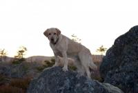 post-14802-0-11851300-1459539579_thumb.j