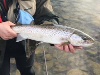 post-15497-0-25070500-1461475354_thumb.j