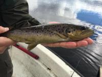 post-15497-0-50490900-1461783466_thumb.j