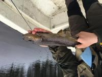 post-15497-0-51347500-1461783461_thumb.j